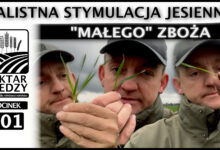 Photo of NALISTNA STYMULACJA JESIENNA „MAŁEGO” ZBOŻA. | ODCINEK 301