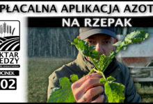 Photo of OPŁACALNA APLIKACJA AZOTU NA RZEPAK. | ODCINEK 302
