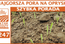 Photo of NAJGORSZA PORA NA OPRYSKI! | SZYBKA PORADA #247