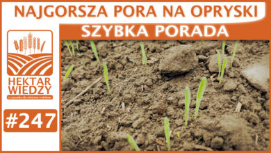 Photo of NAJGORSZA PORA NA OPRYSKI! | SZYBKA PORADA #247