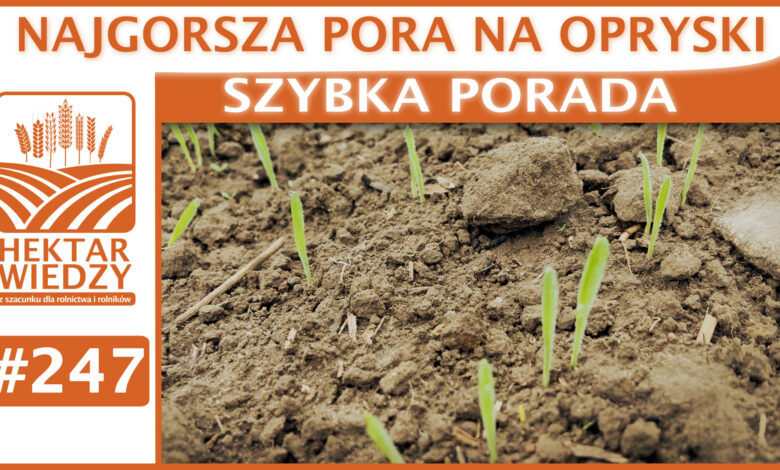 SZYBKA_PORADA_OKLADKA_#247