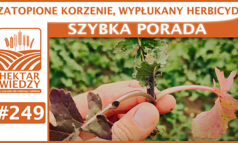 SZYBKA_PORADA_OKLADKA_249