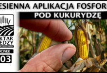 Photo of JESIENNA APLIKACJA FOSFORU POD KUKURYDZĘ. | ODCINEK 303