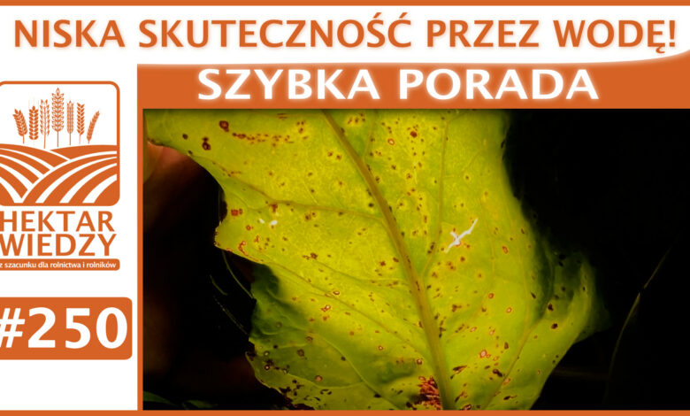 SZYBKA_PORADA_OKLADKA_250