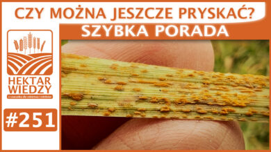 Photo of CZY MOŻNA JESZCZE PRYSKAĆ? | SZYBKA PORADA #251