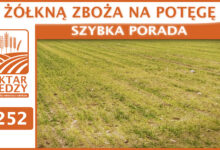 Photo of ŻÓŁKNĄ ZBOŻA NA POTĘGĘ | SZYBKA PORADA #252