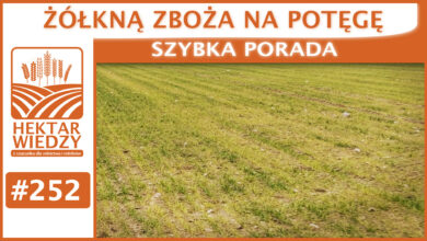 Photo of ŻÓŁKNĄ ZBOŻA NA POTĘGĘ | SZYBKA PORADA #252