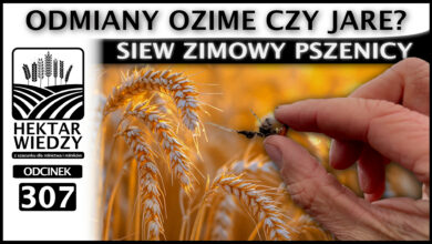 Photo of ODMIANY OZIME, CZY JARE? SIEW ZIMOWY PSZENICY. | ODCINEK 307