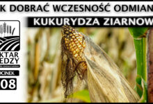 Photo of JAK DOBRAĆ WCZESNOŚĆ ODMIANY? KUKURYDZA ZIARNOWA. | ODCINEK 308
