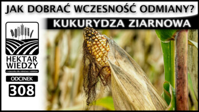 Photo of JAK DOBRAĆ WCZESNOŚĆ ODMIANY? KUKURYDZA ZIARNOWA. | ODCINEK 308