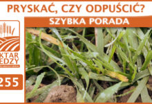 Photo of PRYSKAĆ, CZY ODPUŚCIĆ? | SZYBKA PORADA #255