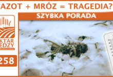 Photo of AZOT + MRÓZ = TRAGEDIA? | SZYBKA PORADA #258