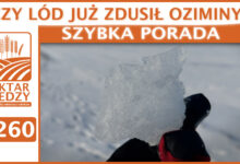 Photo of CZY LÓD JUŻ ZDUSIŁ OZIMINY? | SZYBKA PORADA #260