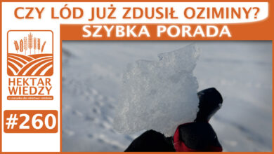 Photo of CZY LÓD JUŻ ZDUSIŁ OZIMINY? | SZYBKA PORADA #260