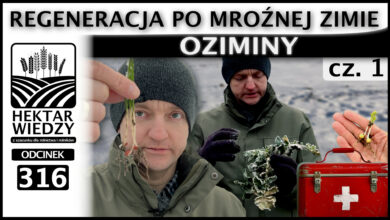 Photo of REGENERACJA PO MROŹNEJ ZIMIE – OZIMINY. (Część 1.) | ODCINEK 316