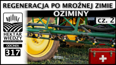Photo of REGENERACJA PO MROŹNEJ ZIMIE – OZIMINY. (Część 2.) | ODCINEK 317