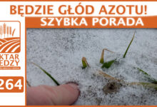 Photo of BĘDZIE GŁÓD AZOTU! | SZYBKA PORADA #264
