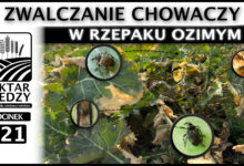 Photo of ZWALCZANIE CHOWACZY W RZEPAKU OZIMYM. | ODCINEK 321