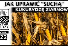 Photo of JAK UPRAWIĆ „SUCHĄ” KUKURYDZĘ ZIARNOWĄ? | ODCINEK 322