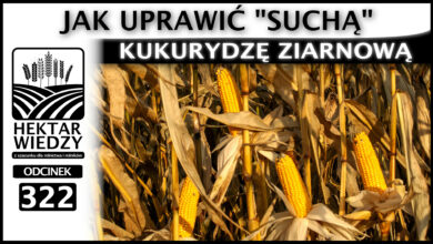 Photo of JAK UPRAWIĆ „SUCHĄ” KUKURYDZĘ ZIARNOWĄ? | ODCINEK 322