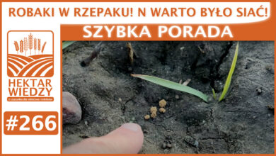 Photo of ROBAKI W RZEPAKU! N WARTO BYŁO SIAĆ! | SZYBKA PORADA #266