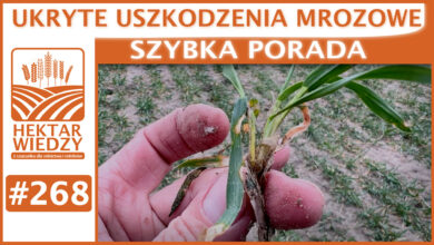 Photo of UKRYTE USZKODZENIA MROZOWE. | SZYBKA PORADA #268