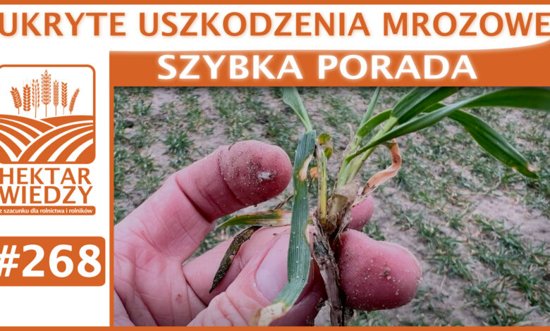 SZYBKA_PORADA_OKLADKA_268