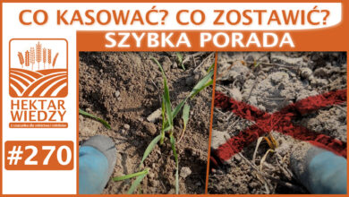 Photo of ZATRZYMAJ TE OPRYSKI. | SZYBKA PORADA #269