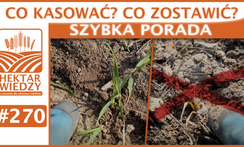 ZYBKA_PORADA_OKLADKA_270