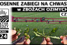 Photo of WIOSENNE ZABIEGI NA CHWASTY w ZBOŻACH OZIMYCH. Część 2. | ODCINEK 324