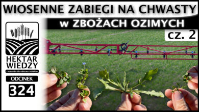 Photo of WIOSENNE ZABIEGI NA CHWASTY w ZBOŻACH OZIMYCH. Część 2. | ODCINEK 324