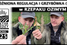 Photo of SPÓŹNIONA REGULACJA I GRZYBÓWKA (T1) w RZEPAKU OZIMYM. | ODCINEK 325