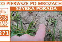 Photo of CO PIERWSZE PO MROZACH? | SZYBKA PORADA #271