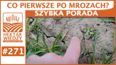 Photo of CO PIERWSZE PO MROZACH? | SZYBKA PORADA #271