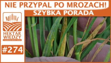 Photo of NIE PRZYPAL PO MROZACH! | SZYBKA PORADA #274