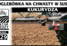 Photo of DOGLEBÓWKA NA CHWASTY W SUSZY. KUKURYDZA | ODCINEK 329