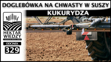 Photo of DOGLEBÓWKA NA CHWASTY W SUSZY. KUKURYDZA | ODCINEK 329