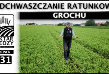 Photo of ODCHWASZCZANIE RATUNKOWE GROCHU | ODCINEK 331