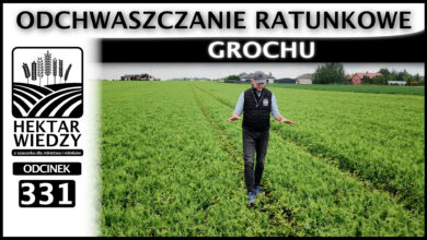 Photo of ODCHWASZCZANIE RATUNKOWE GROCHU | ODCINEK 331