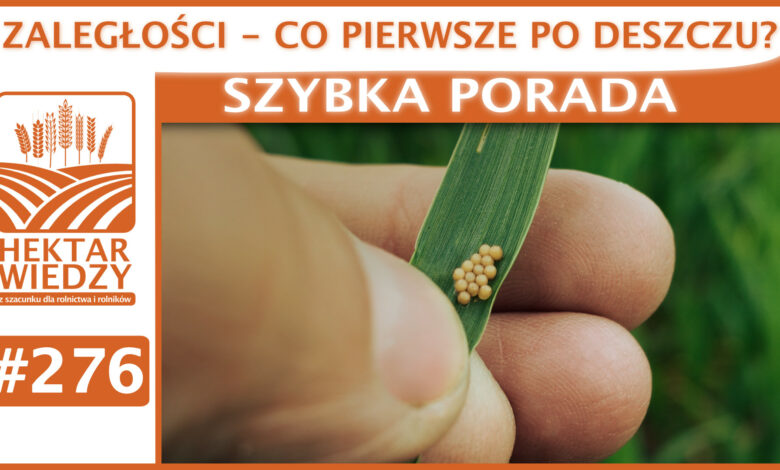 Okladka_SP_276.