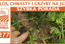 Photo of KŁOS, CHWASTY i GRZYBY NA JUŻ! | SZYBKA PORADA #277