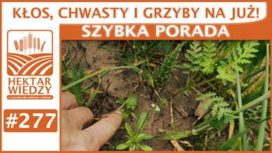 Photo of KŁOS, CHWASTY i GRZYBY NA JUŻ! | SZYBKA PORADA #277