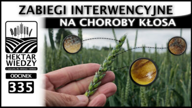 Photo of ZABIEGI INTERWENCYJNE NA CHOROBY KŁOSA | ODCINEK 335
