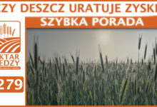 Photo of CZY DESZCZ URATUJE ZYSKI? | SZYBKA PORADA #279