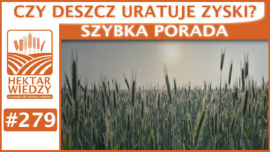 Photo of CZY DESZCZ URATUJE ZYSKI? | SZYBKA PORADA #279