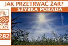 Photo of JAK PRZETRWAĆ ŻAR? | SZYBKA PORADA #282