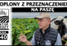 Photo of POPLON Z PRZEZNACZENIEM NA PASZĘ | ODCINEK 340