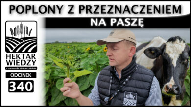 Photo of POPLON Z PRZEZNACZENIEM NA PASZĘ | ODCINEK 340