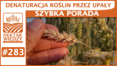 Photo of DENATURACJA ROŚLIN PRZEZ UPAŁY | SZYBKA PORADA #283