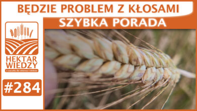 Photo of BĘDZIE PROBLEM Z KŁOSAMI | SZYBKA PORADA #284